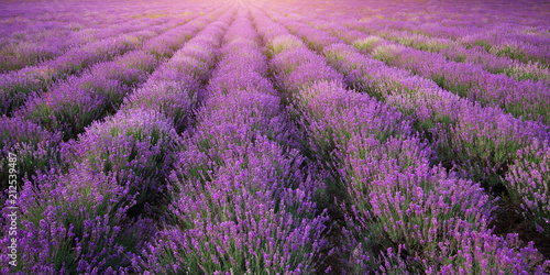 Meadow of lavender texture.