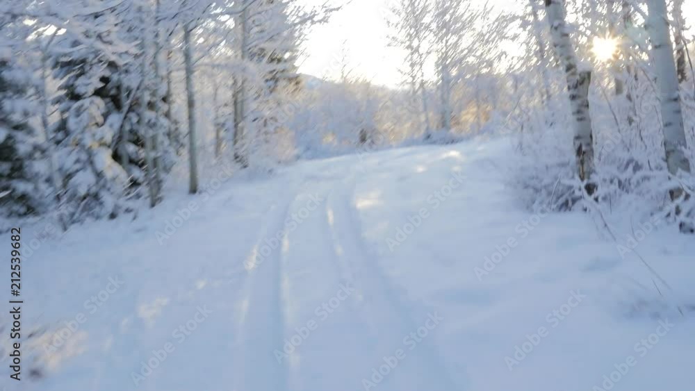 Sun through the trees on a snowy morning drive. Sun through the trees on a snowy morning drive.