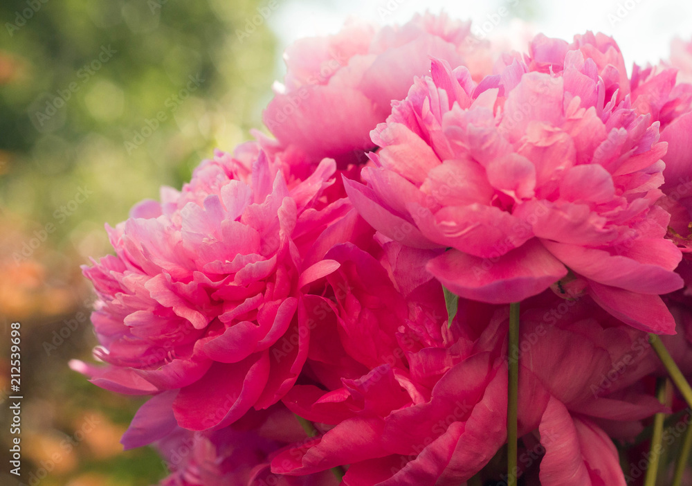 peonies, summer vacation, garden, flowers, pink, ecology, natural