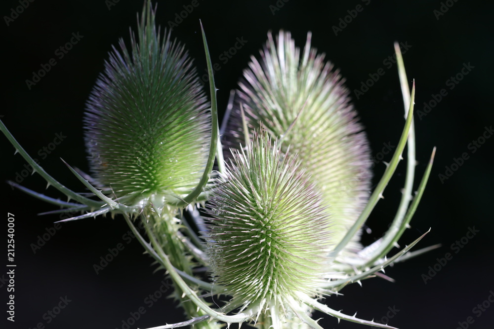 Detailaufnahme der Naturheilpflanze wilde Karde Detailaufnahme der Naturheilpflanze wilde Karde