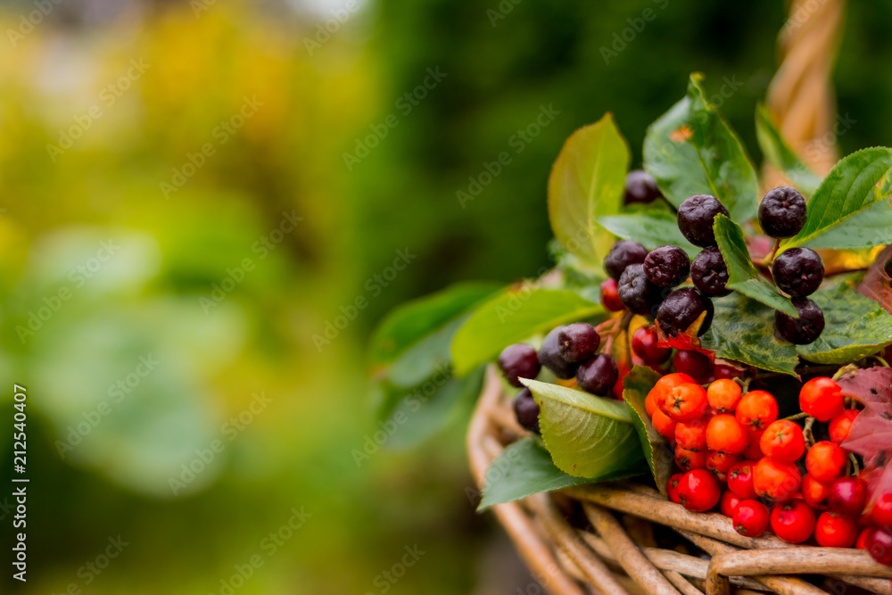 crop of berries and fruits in a basket isolated on nature background.Copy space.Selective focus.Still life with a bouquet of wild berries in wickler basket.Hello autumn crop of berries and fruits in a basket isolated on nature background.Copy space.Selective focus.Still life with a bouquet of wild berries in wickler basket.Hello autumn