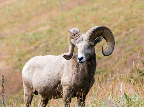 American bighorn sheep on a meadow in Montana, USA
