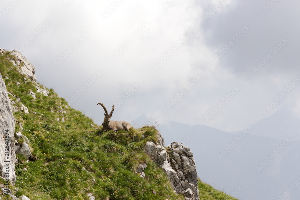 Alpensteinbock im Gebirge Alpensteinbock im Gebirge