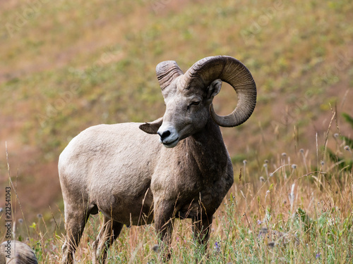 American bighorn sheep on a meadow in National Bison Range - Montana, USA