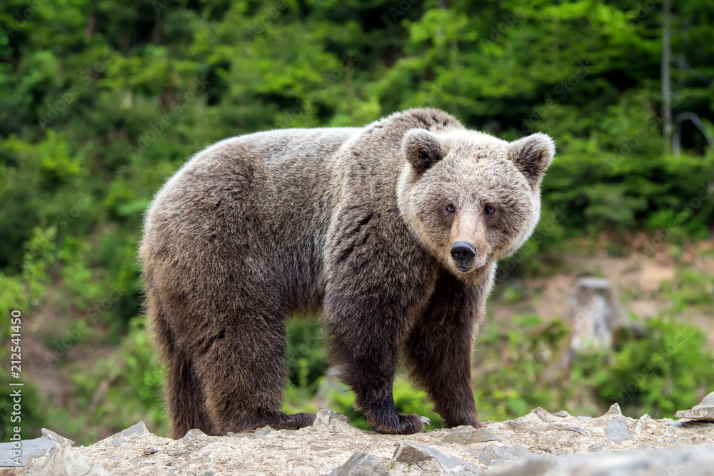Fototapeta premium European brown bear in a forest landscape