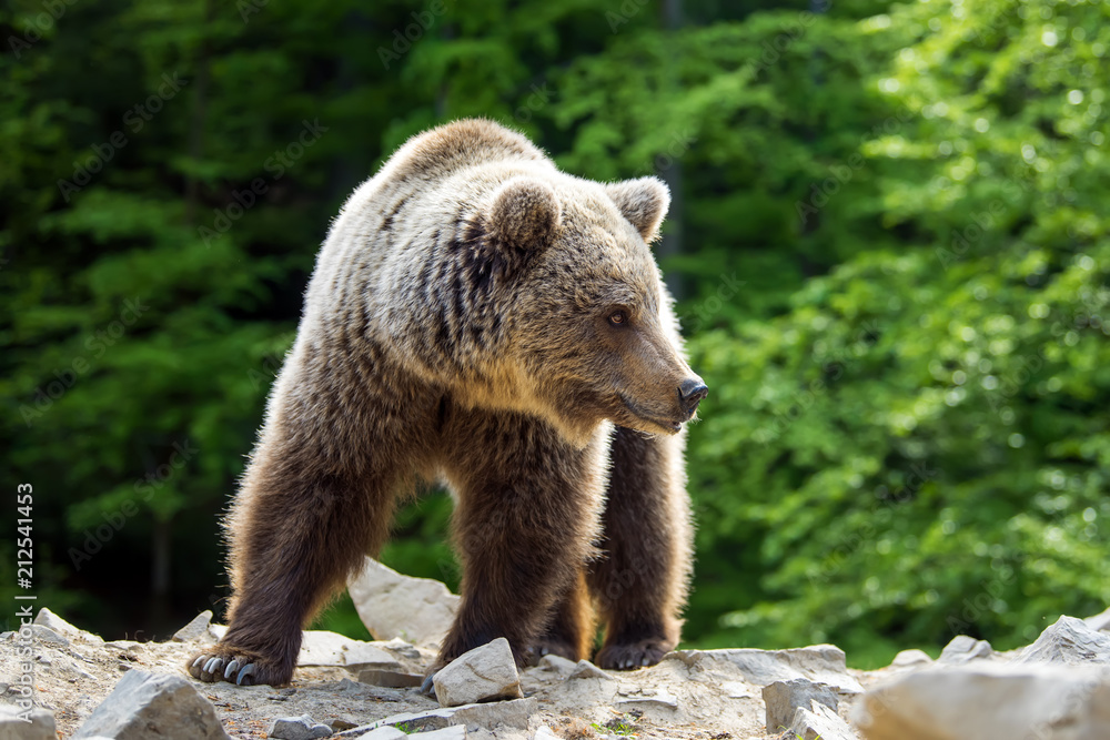 European brown bear in a forest landscape European brown bear in a forest landscape