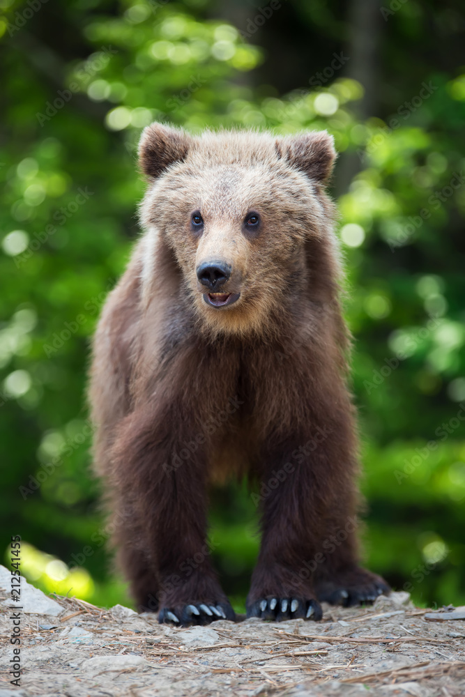 Brown bear cub in a spring forest Brown bear cub in a spring forest