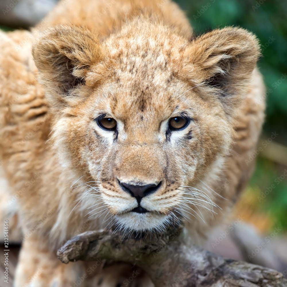 Young lion cub in the wild portrait Young lion cub in the wild portrait