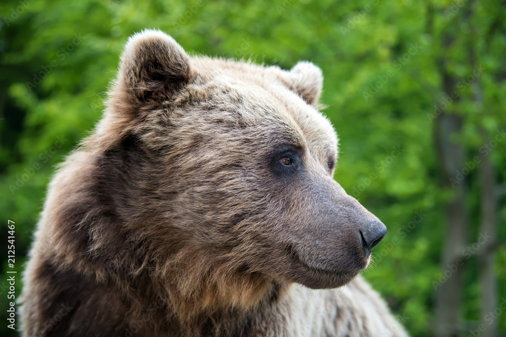 Brown bear (Ursus arctos) portrait in forest Brown bear (Ursus arctos) portrait in forest