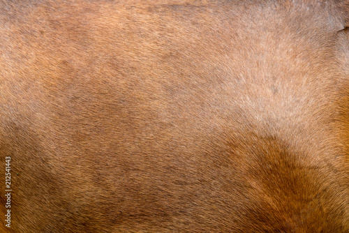 Horse skin concept for background
