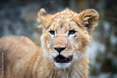 Young lion cub in the wild portrait