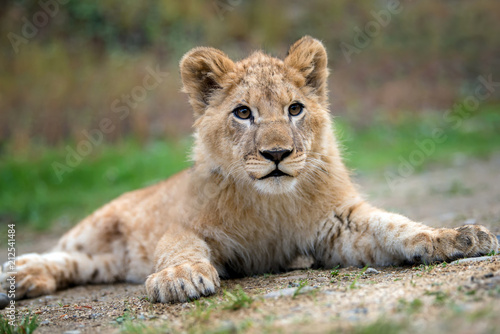 Fototapeta Naklejka Na Ścianę i Meble -  Young lion cub in the wild
