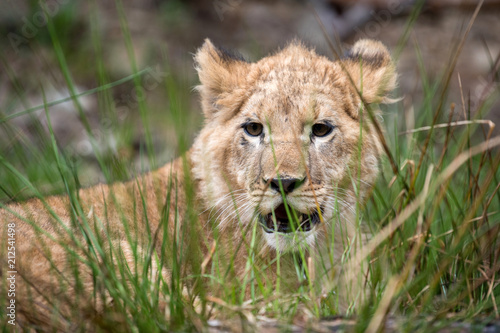 Fototapeta Naklejka Na Ścianę i Meble -  Young lion cub in the wild