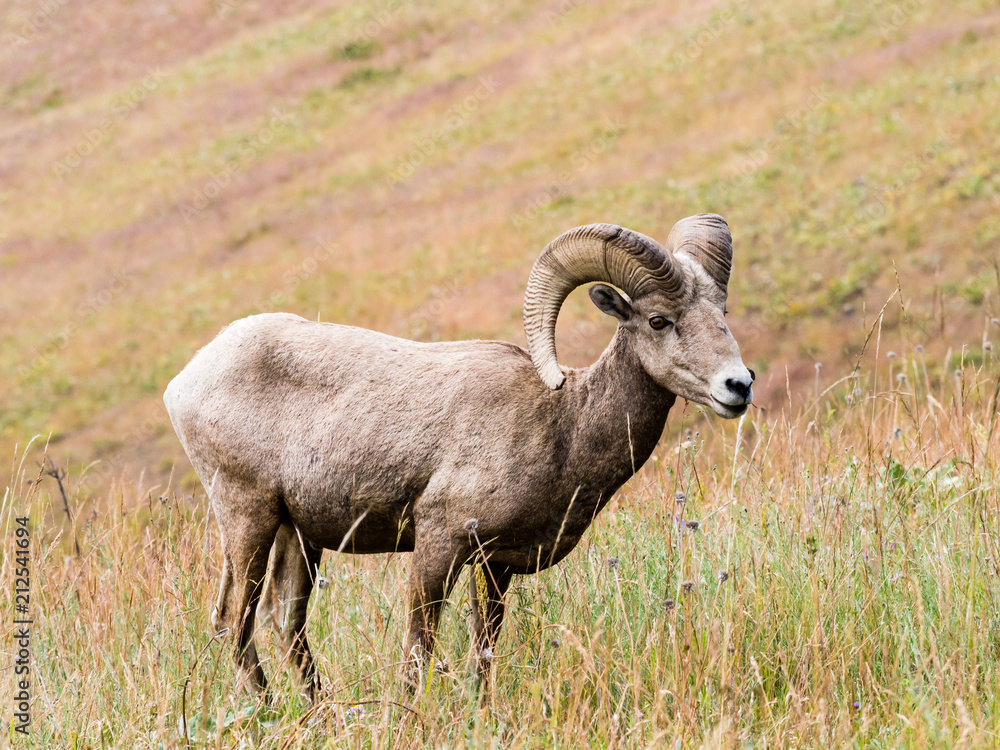 American bighorn sheep on a meadow in National Bison Range - Montana, USA American bighorn sheep on a meadow in National Bison Range - Montana, USA