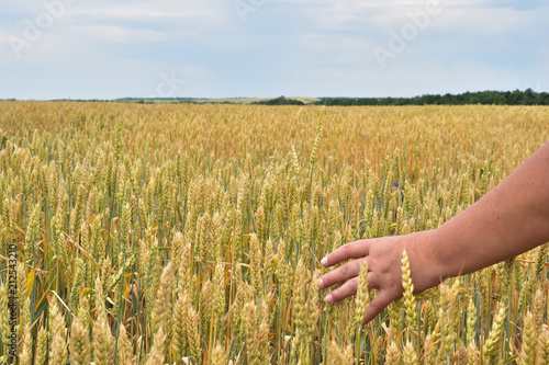 a female hand  among the ears of ripe wheat