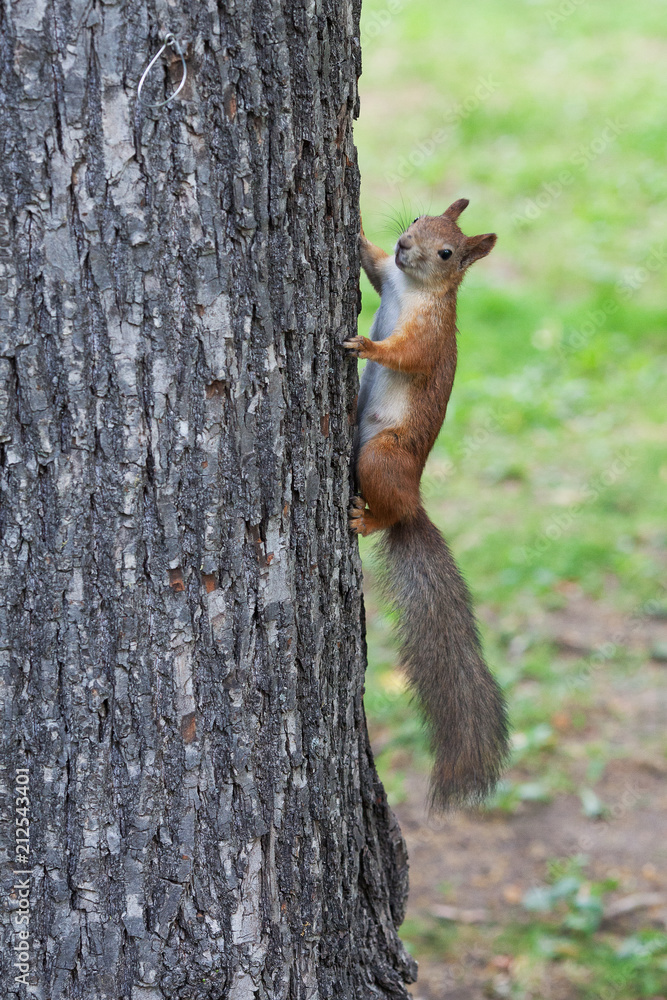 red squirrel in the tree red squirrel in the tree