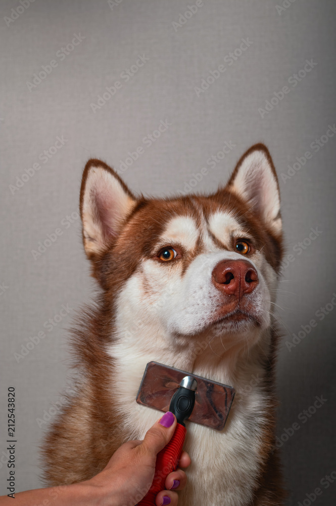 siberian husky shedding brush