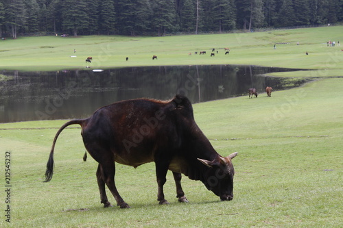 A bull grazing at Khajjiar, Himachal Pradesh photo