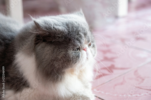 Persian white gray cat fluffy long hair lying with looking