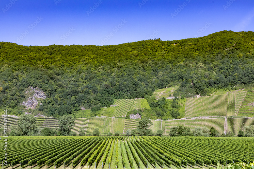 growing vine in the vinyard in Moselle valley