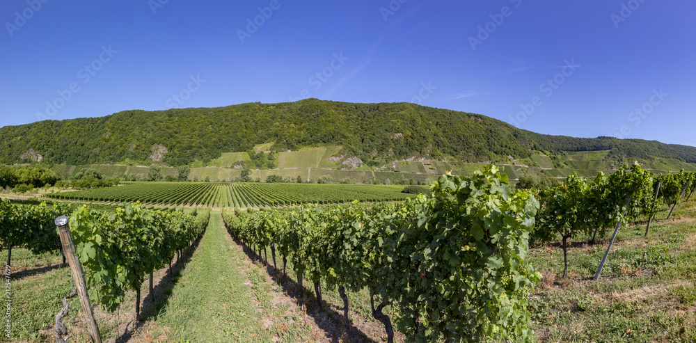 growing vine in the vinyard in Moselle valley