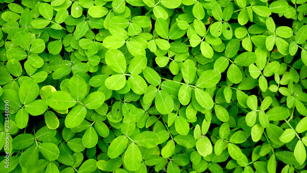 Green leaves background. Texture and background. Green leaves background. Texture and background.