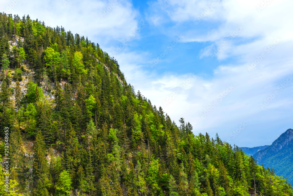 Green forest of spruce and trees in summer. Green forest of spruce and trees in summer.