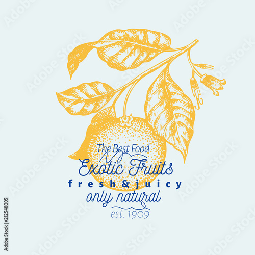 Tangerine branch illustration. Hand drawn vector fruit illustration. Engraved style. Vintage citrus illustration.