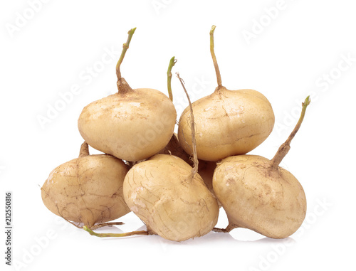 fresh of jicama isolated on white background photo