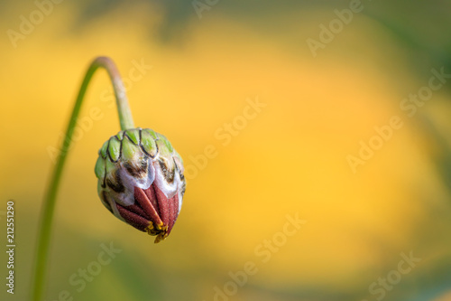 Wallpaper Mural Daisy flower bud with blurred yellow flowers background Torontodigital.ca