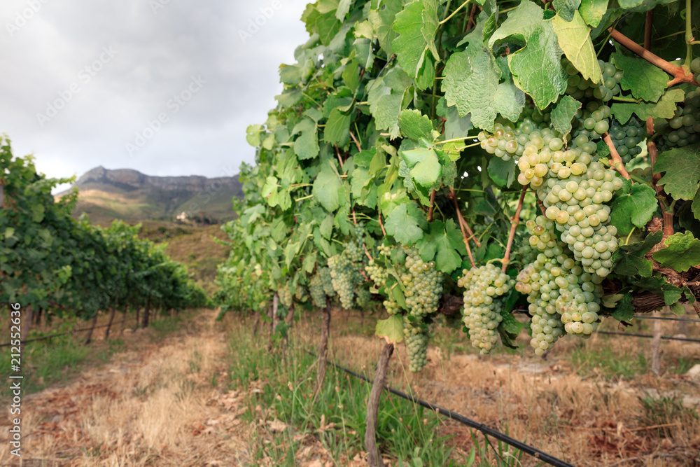 Bunches of green grapes on vine in vineyard landscape with mountain and cloudy sky.
