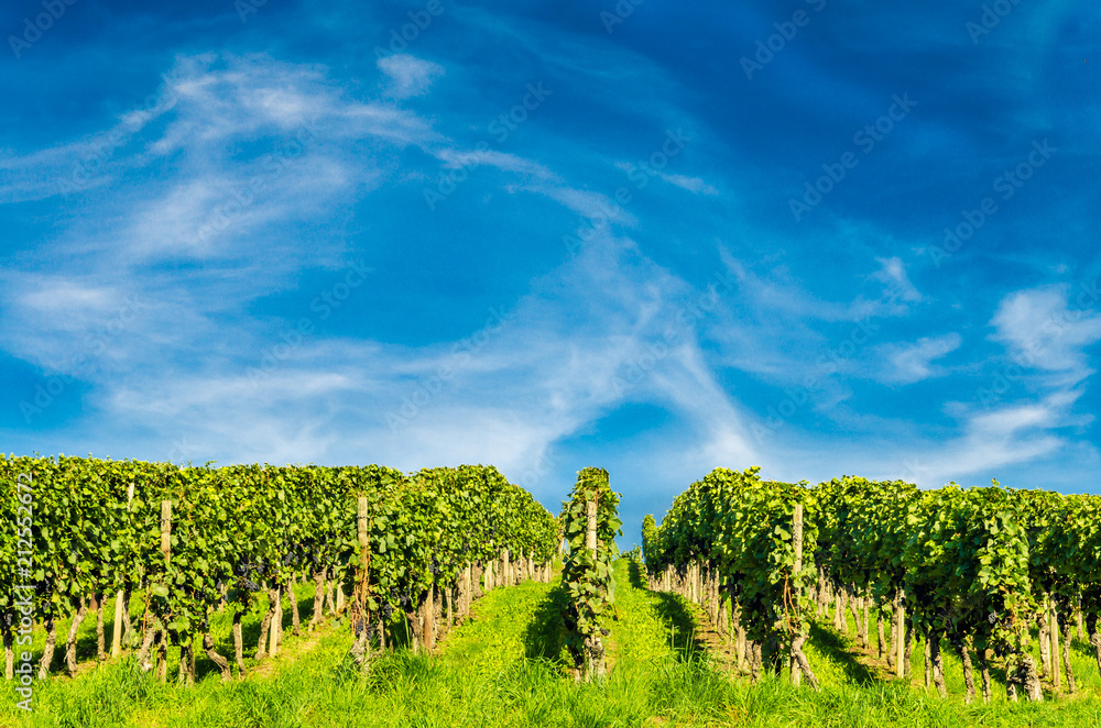 Obraz premium Weingut mit blauem Himmel