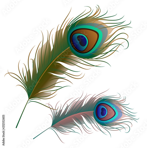 Two peacock feathers isolated on white background