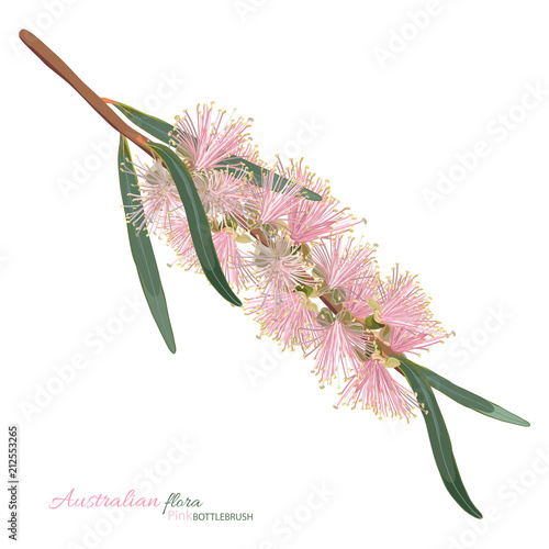 Pastel Pink Flowering Bottlebrush Flower