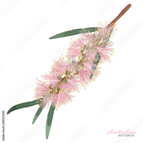 Pink Flowering Bottlebrush Flower