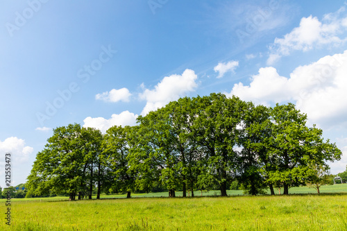 field with trees and blue sky