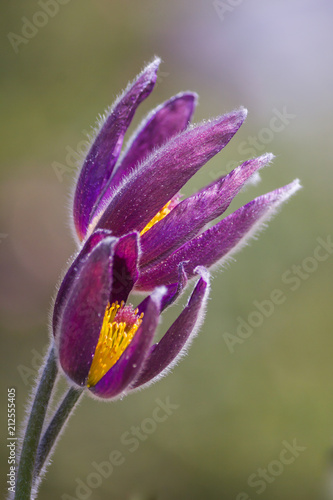 Pulsatilla Flower  Stunning Purple Petals  Tight