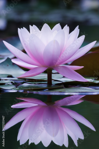Water Lily in a Pond, Perfect Reflection, White and Pink, Tight