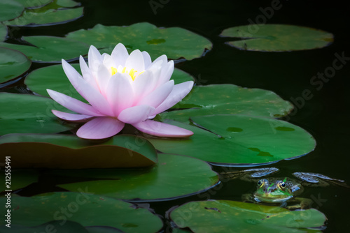 Stunning Water Lily and a Chilling Frog on a Petal  Springtime in a Pond