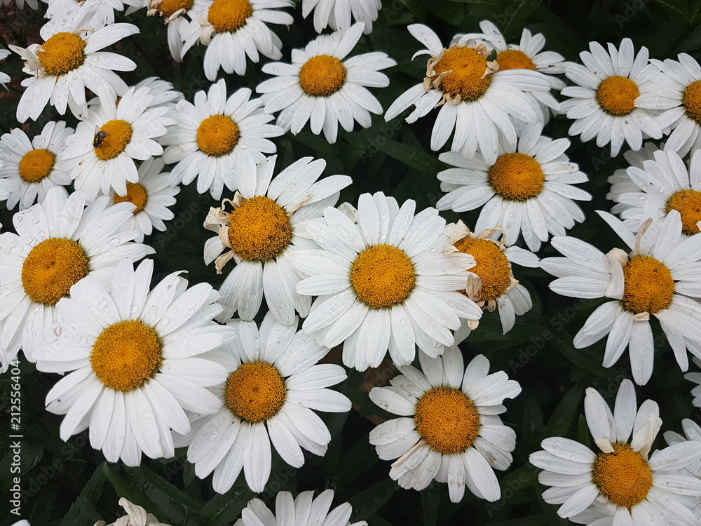 Beautiful Flowers of the Summer Season Beautiful Flowers of the Summer Season