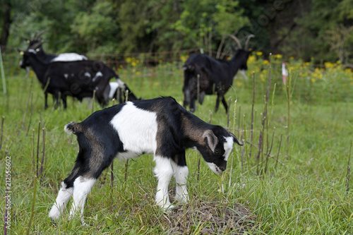 junge Hausziege (Capra aegagrus hircus) Jungtiere - domestic goat  photo