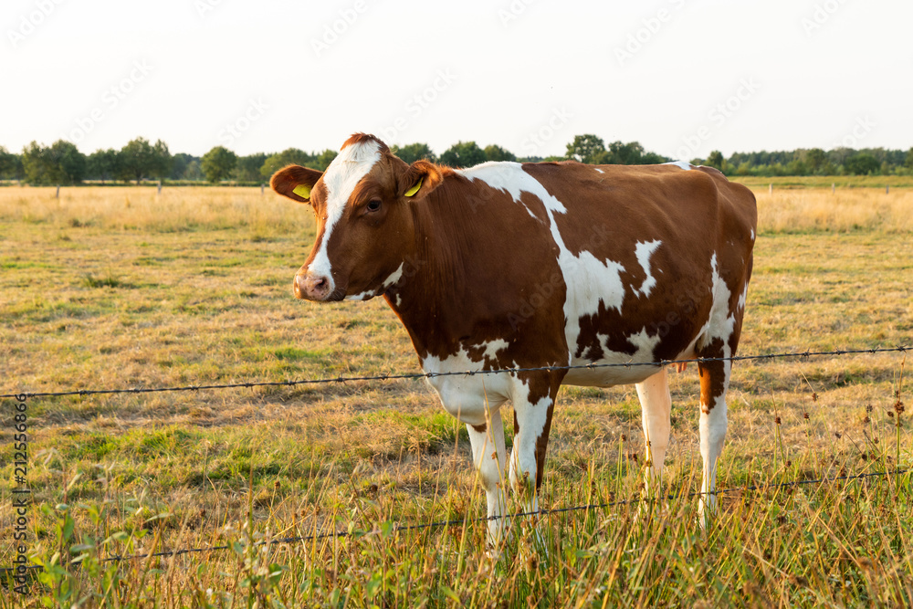 cow on a field