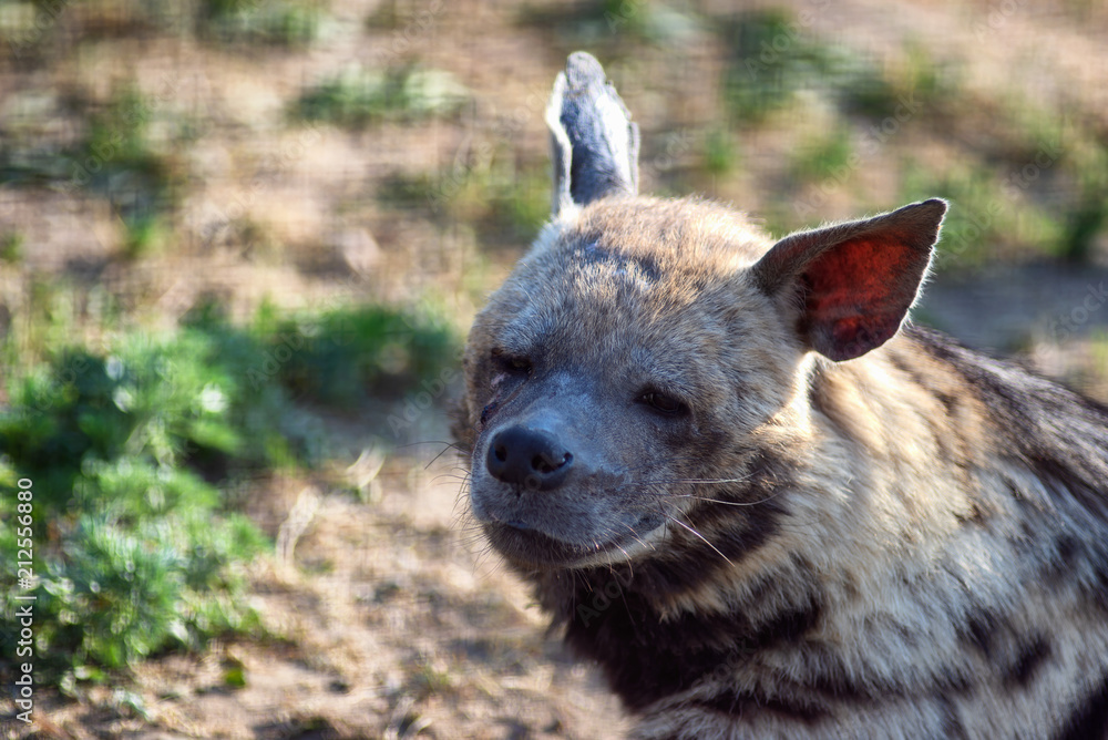 Tired hyena looks into the camera. Photo portrait of a wild animal. Tired hyena looks into the camera. Photo portrait of a wild animal.
