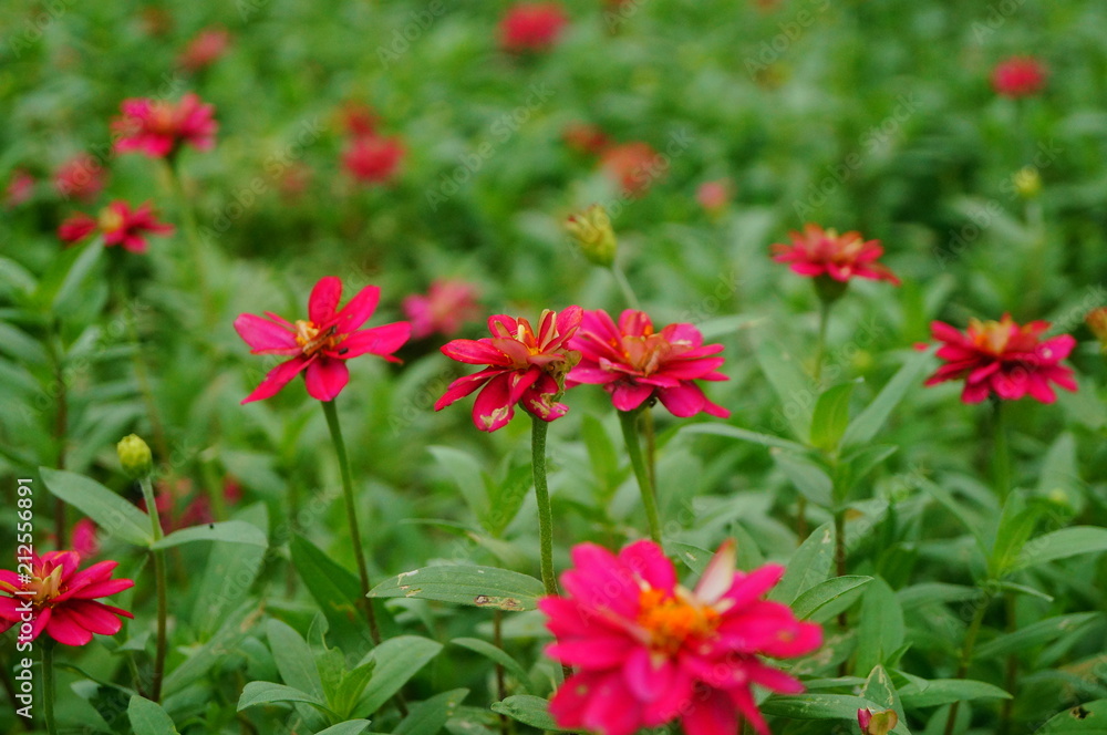 The red flowers are in the green belt. It's beautiful.