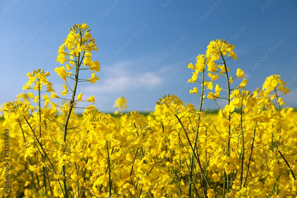 Obraz premium flowering rapeseed canola or colza