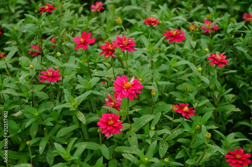 The red flowers are in the green belt. It's beautiful.