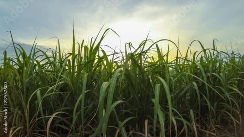 Time lapse of sugarcane in sunset time