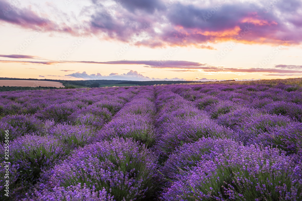 A gentle pink sunset in a lavender field. Flowering of lavender.

