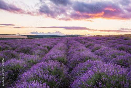 A gentle pink sunset in a lavender field. Flowering of lavender. 