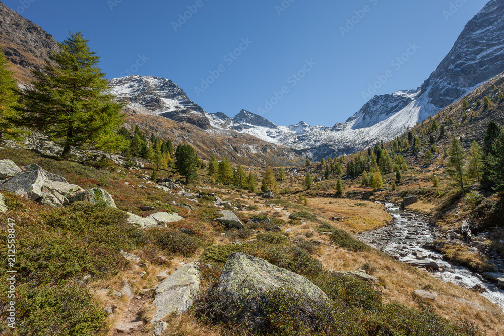 yellow larches at fall over a mountain scenery